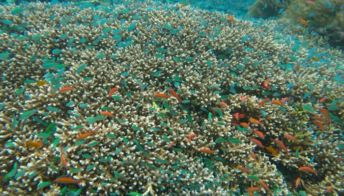 Anthias swarming the reef